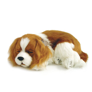 Cavalier King Charles Perfect Petzzz