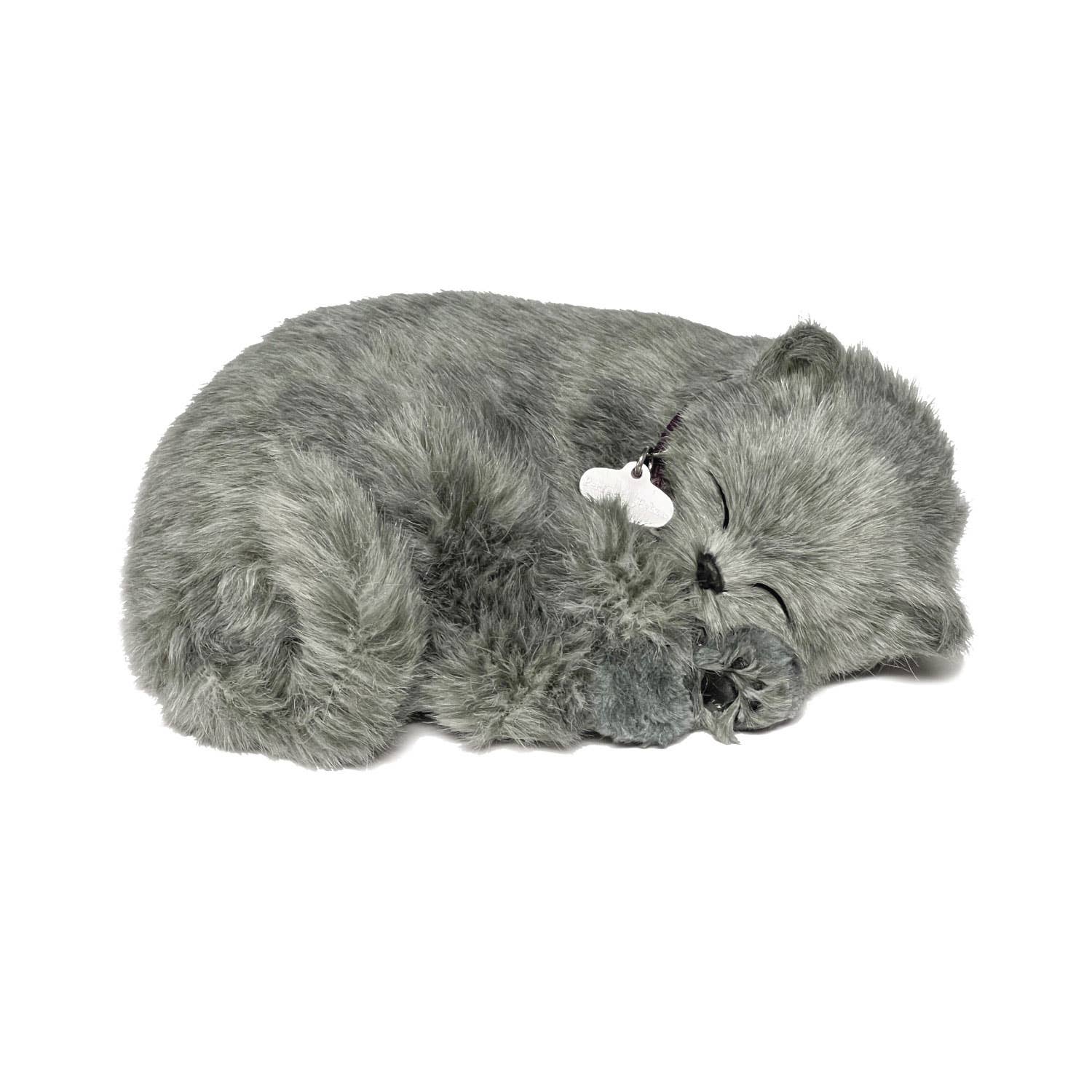 Gray Shorthair Kitten Perfect Petzzz – Salty Paws