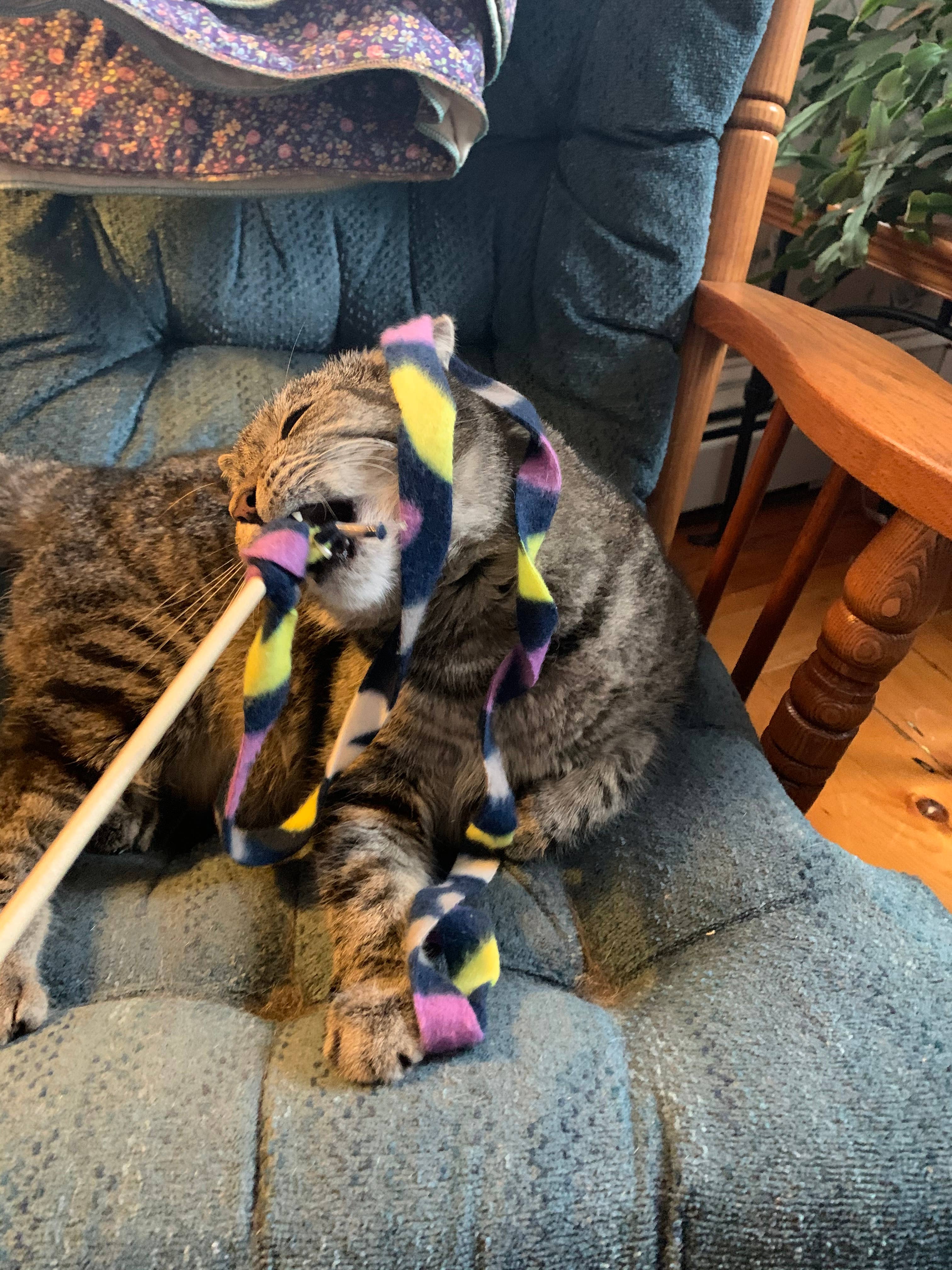 Cat Teasers Cat Toy