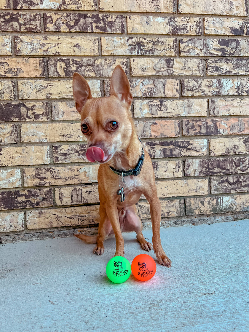Dog Toy Fetch and Glow Floating Ball
