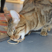 Cat Toy Oh-Rings Three Ring Wand Attachment Toy