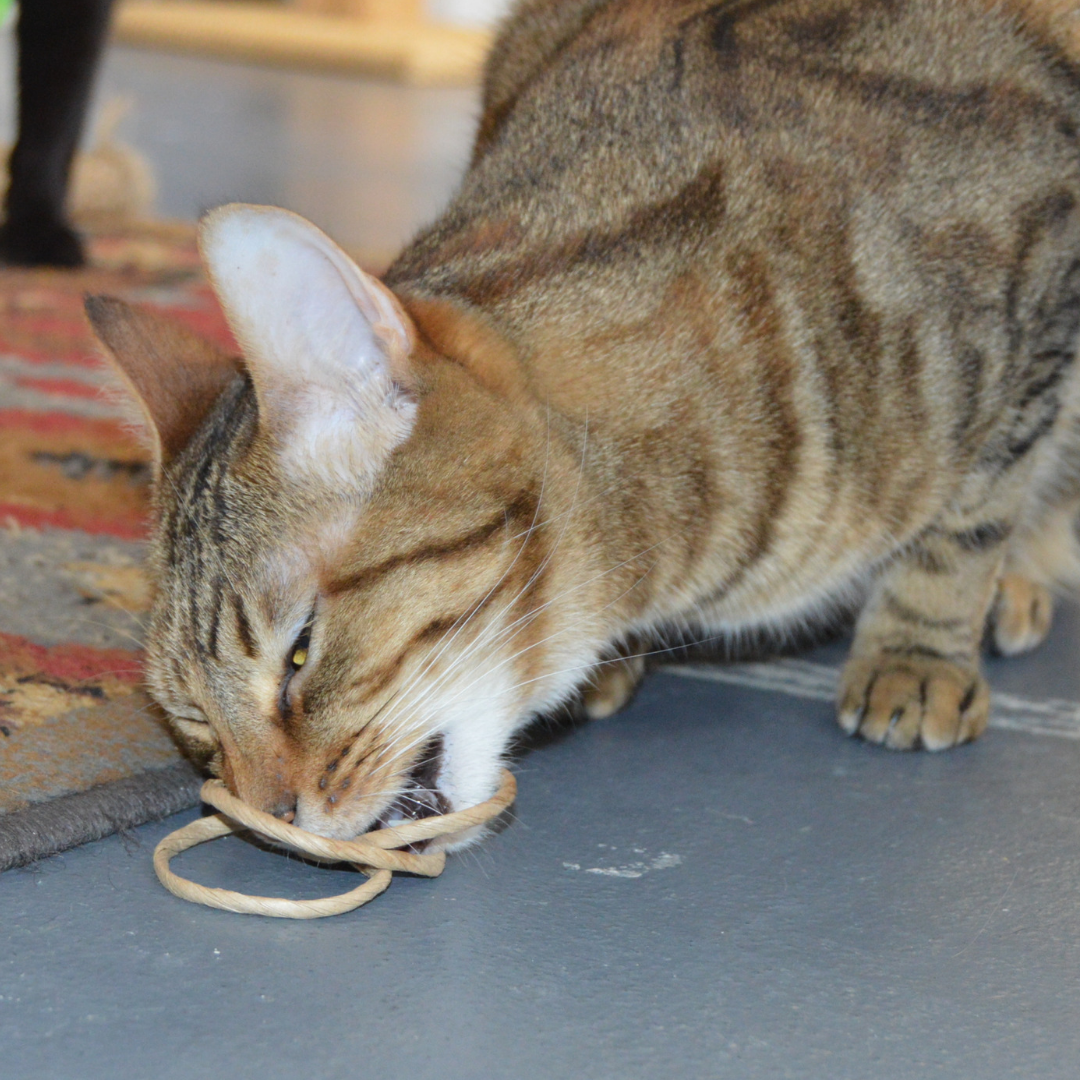 Cat Toy Oh-Rings Three Ring Wand Attachment Toy