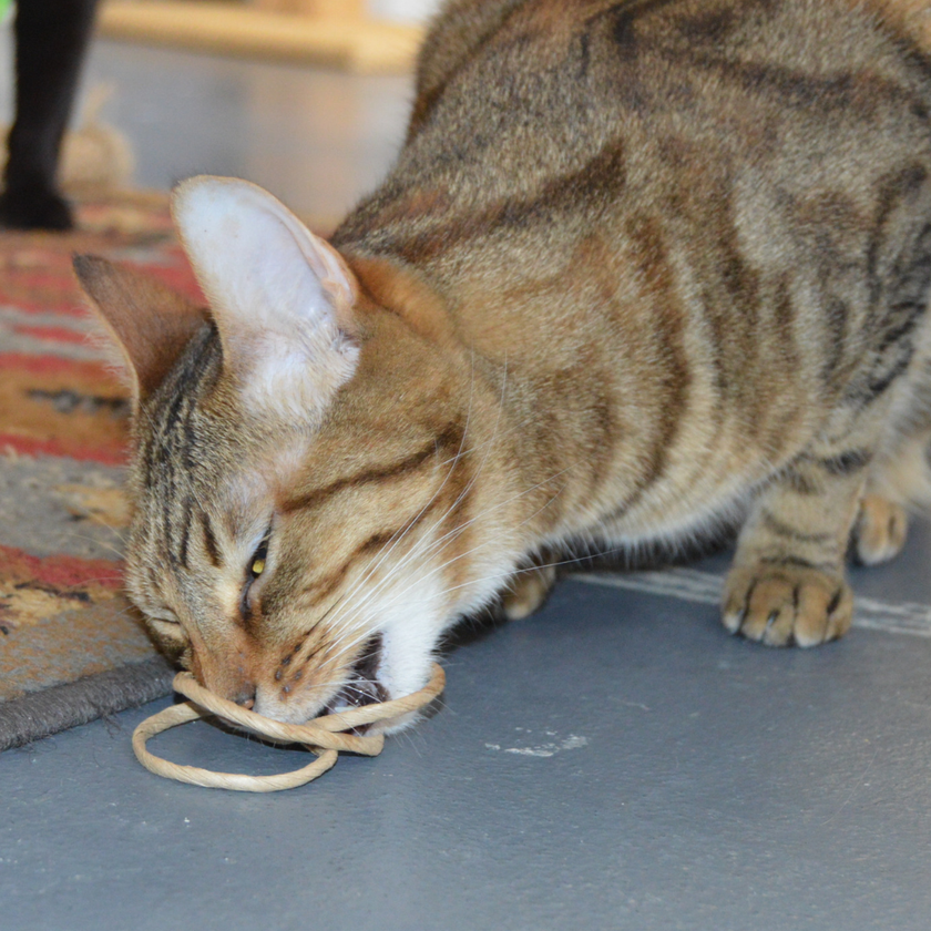 Cat Toy Oh-Rings Three Ring Wand Attachment Toy