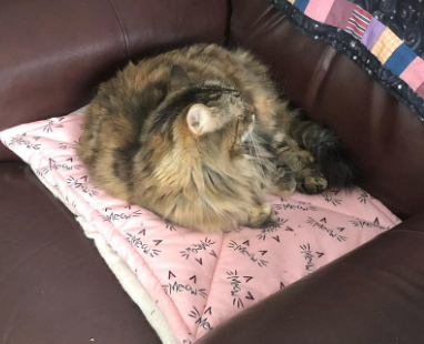 Flannel Cat Mat Pet Bed