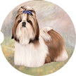 Shih Tzu, Tan & White Car Coaster