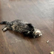 Meowijuana® Catnibas® King Size Rollies