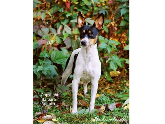 Rat Terrier Garden Flag