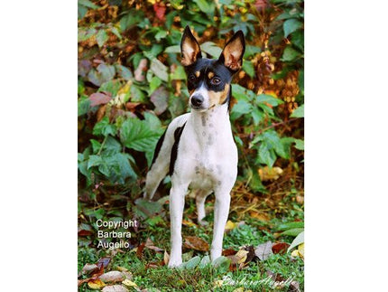 Rat Terrier Garden Flag