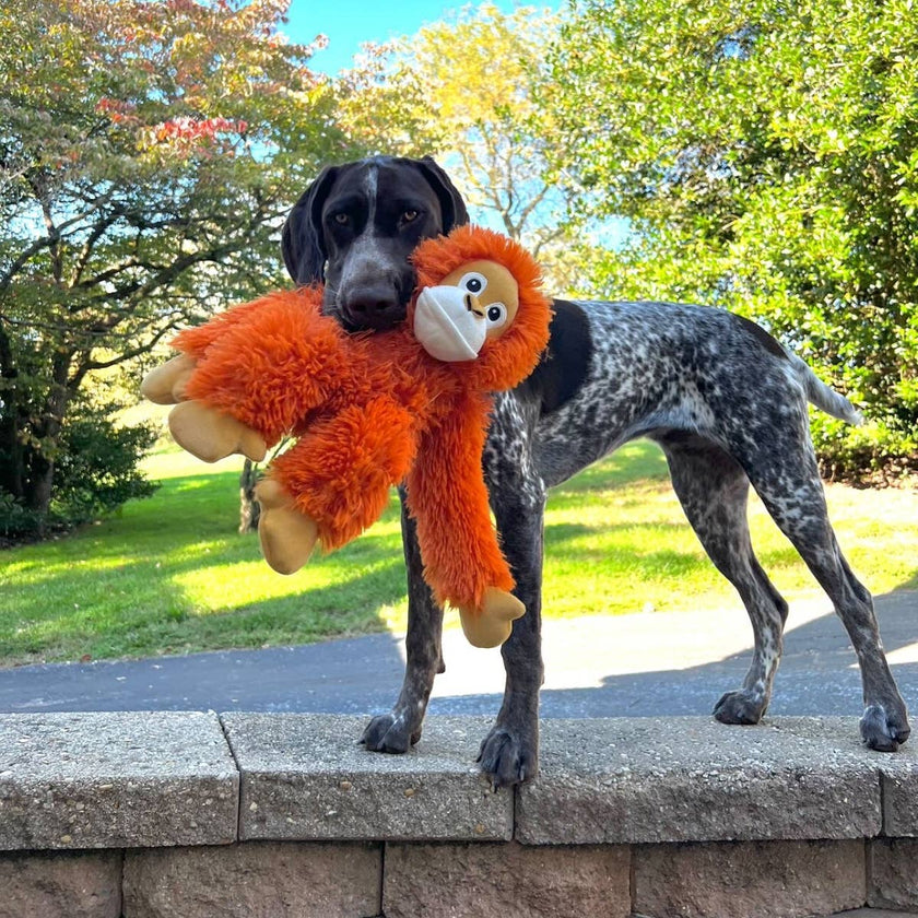 Dog Toy Orangutan Orange Plush Rope Body Toy