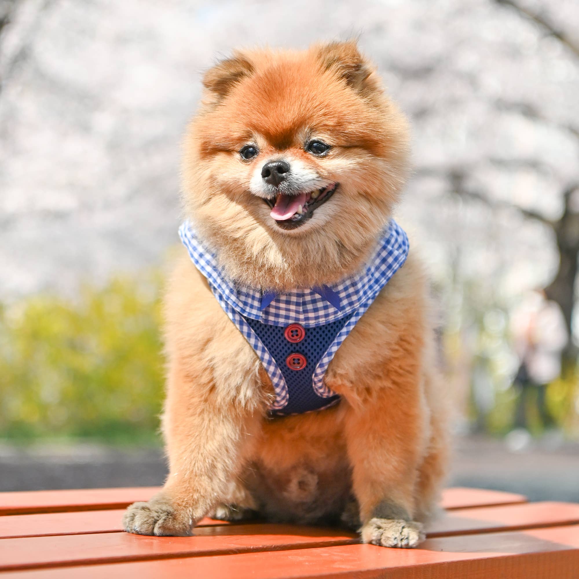 Checkered Ruffle Dog Harness Over-the-Head Vivien