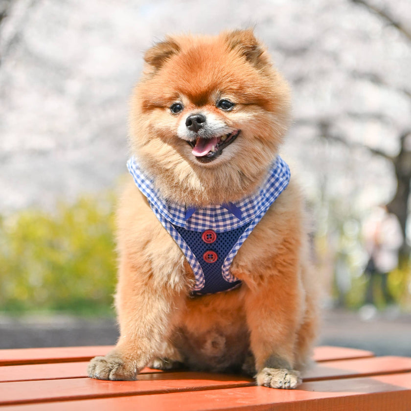 Checkered Ruffle Dog Harness Over-the-Head Vivien