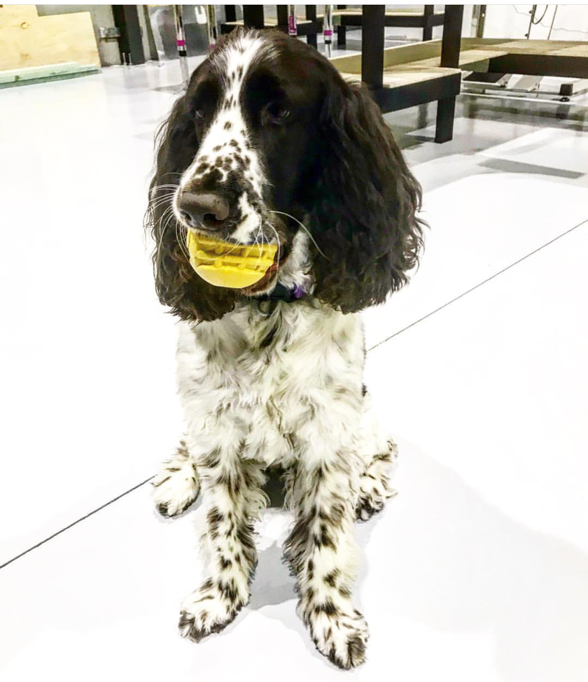SP ID Ball - Chew Toy - Retrieving Toy - Large - Yellow