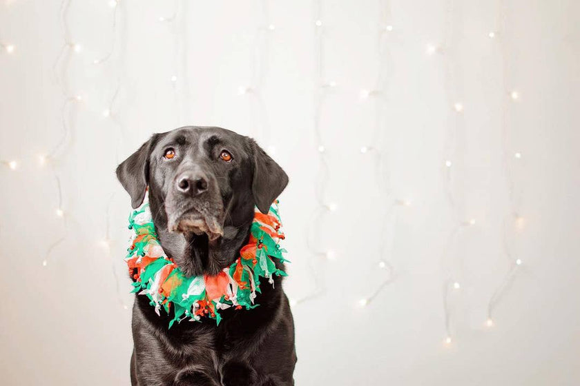 Christmas Jingle Bells Decorative Dog Collar