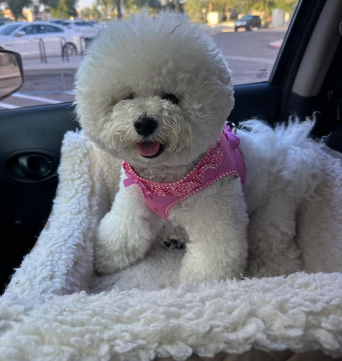 American River Polka Dot Dog Harness - Pink