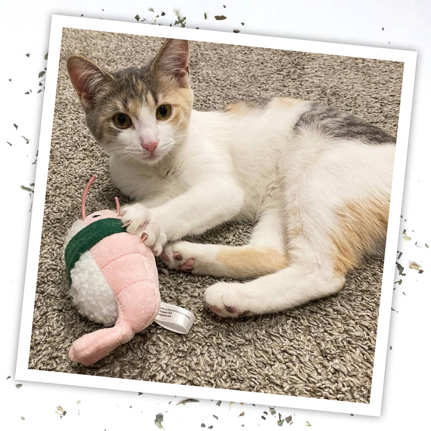 Meowijuana Get Wrapped Sushi Roll Cat Toy