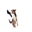 Dog Toy Eagle BARK Bold Eagle Fourth Of July American Plush Dog Toy