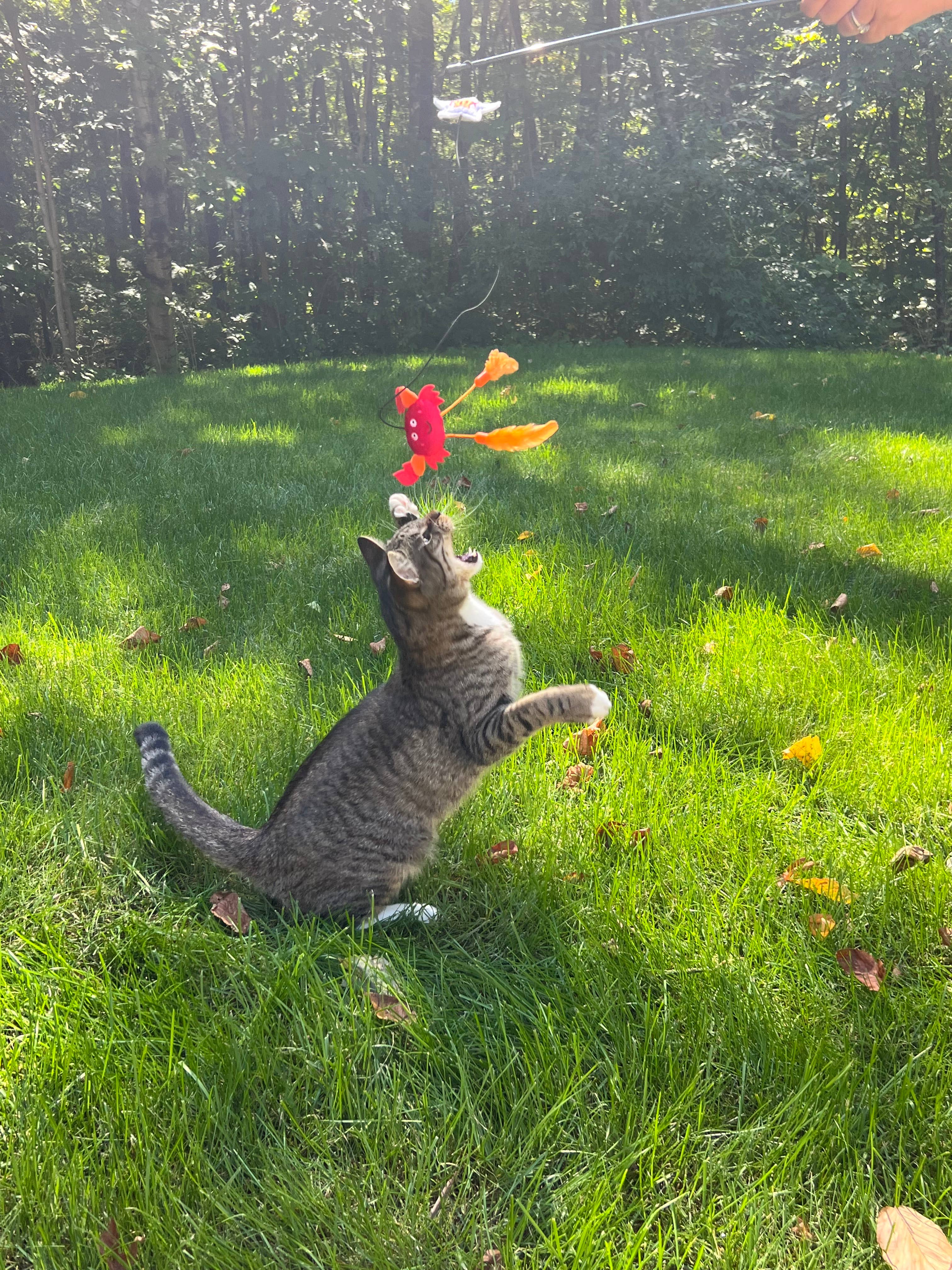 Cat Toy Florida Shark Cat Wand Teaser Cat Toy