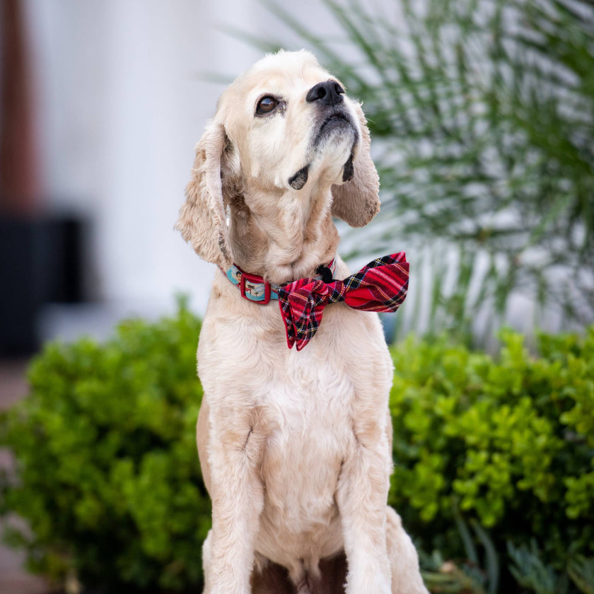 H&K Bow Tie Royal Tartan