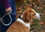 WUNDERLEASH – The No-Pull Leash That Actually Works
