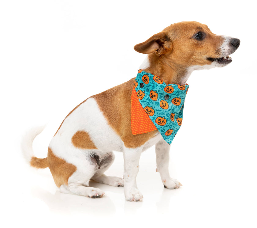 FuzzYard Bandana Jack Jack Jackie Lantern Teal