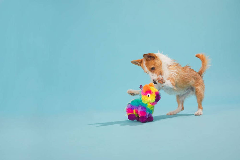 BARK Full O' Fluff Pinata Large Dog Toy