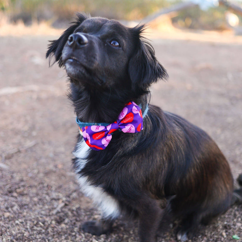 H&K Bow Tie Convo Hearts