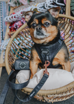 Dog Waste Bag Holder Baby Got Black With Clasp