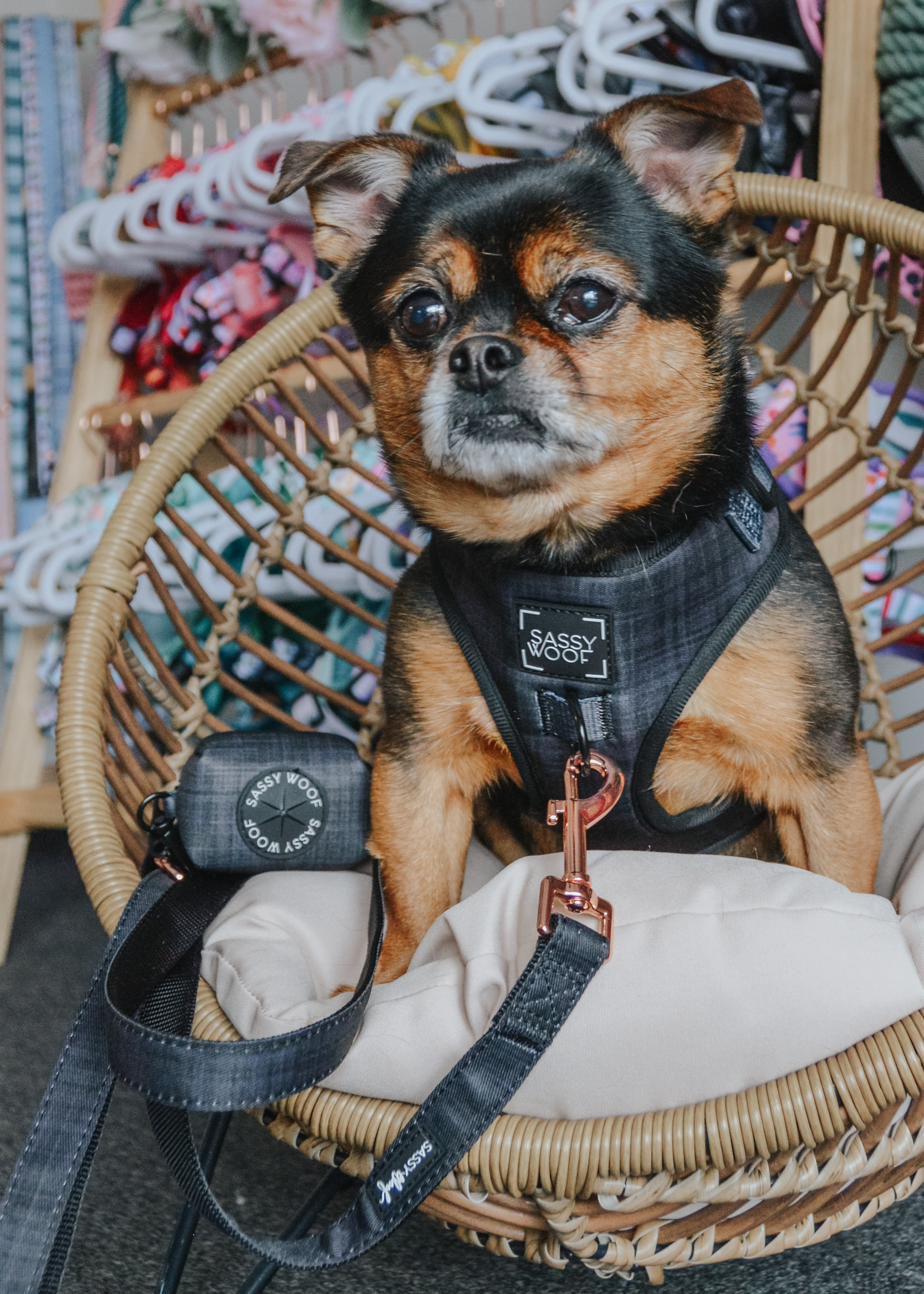 Dog Waste Bag Holder Baby Got Black With Clasp