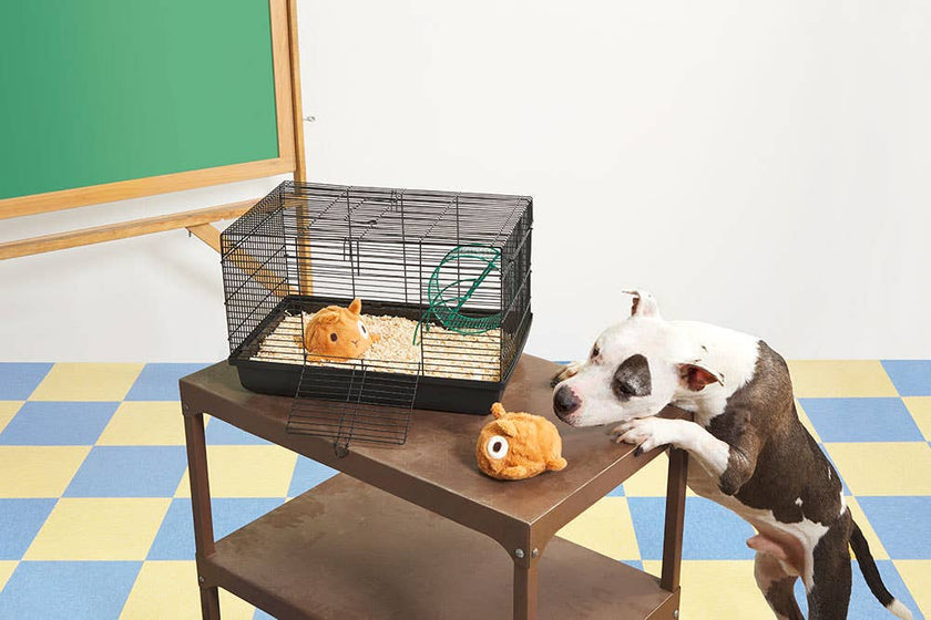 BARK Tinkles The Gerbil Dog Toy
