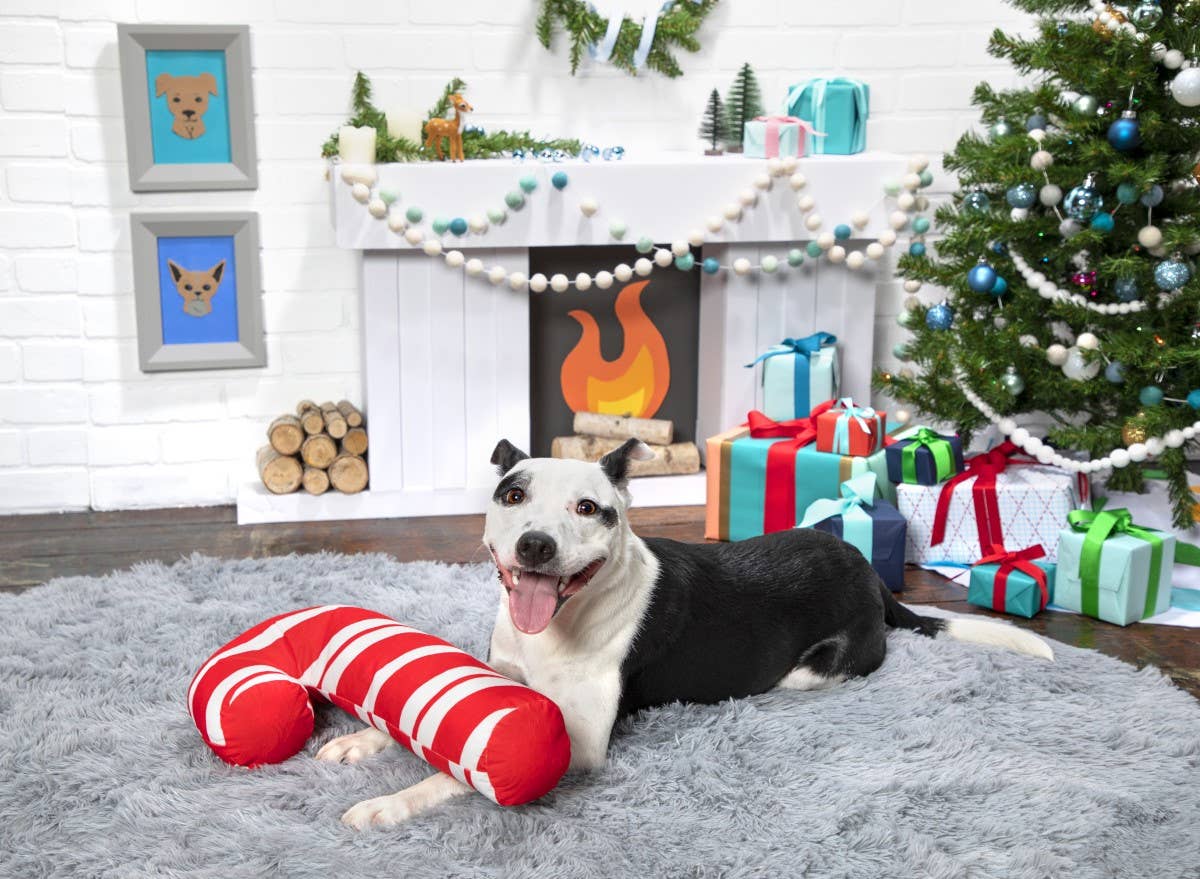 BARK Grandy Cane Christmas Candy Cane Plush Dog Toy