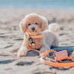 Dog Waste Bag Holder Orange With Clasp