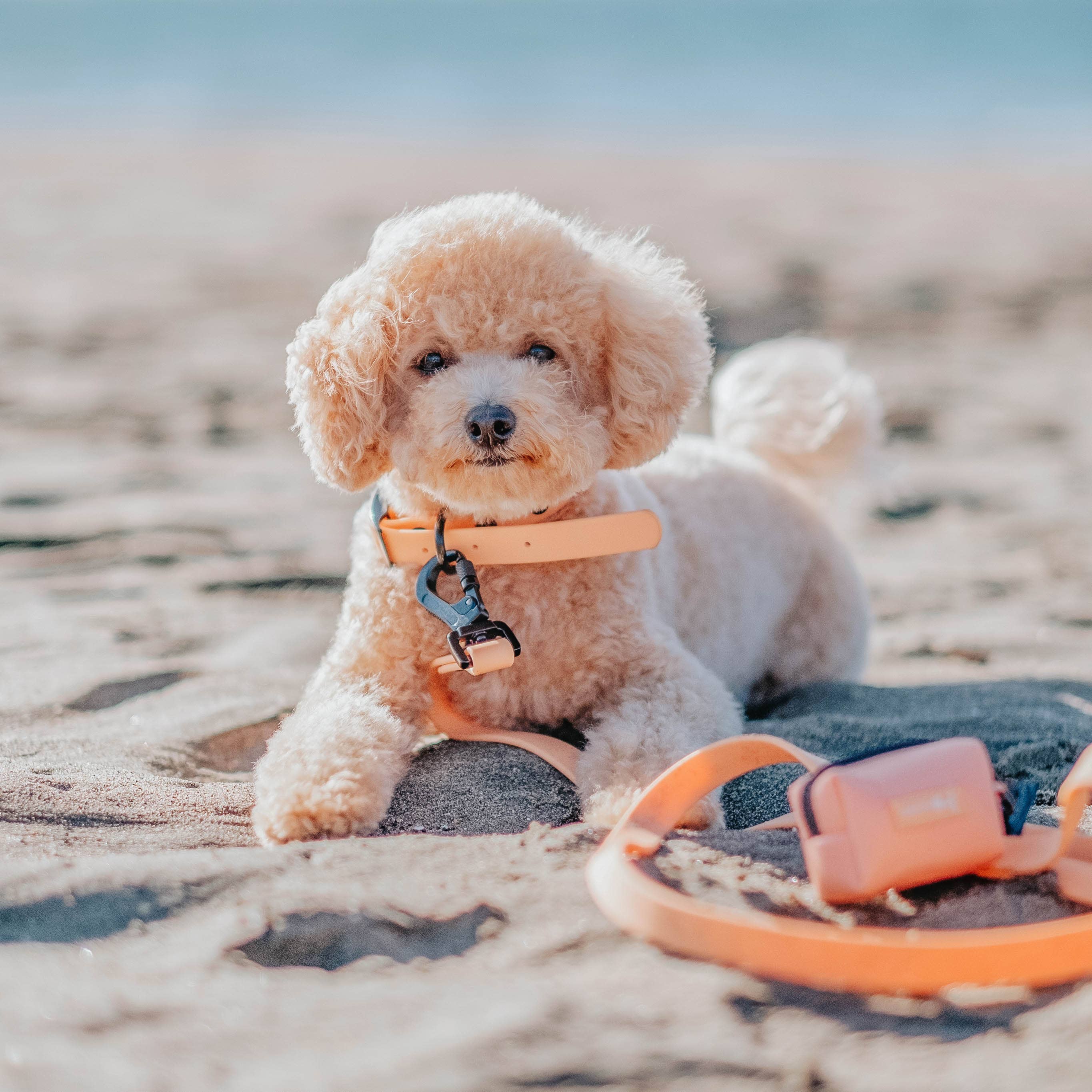 Dog Waste Bag Holder Orange With Clasp