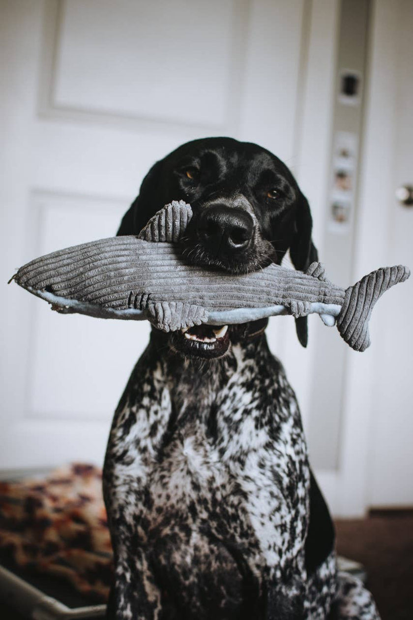 Tall Tails Crunch Plush Shark Dog Toy - 14