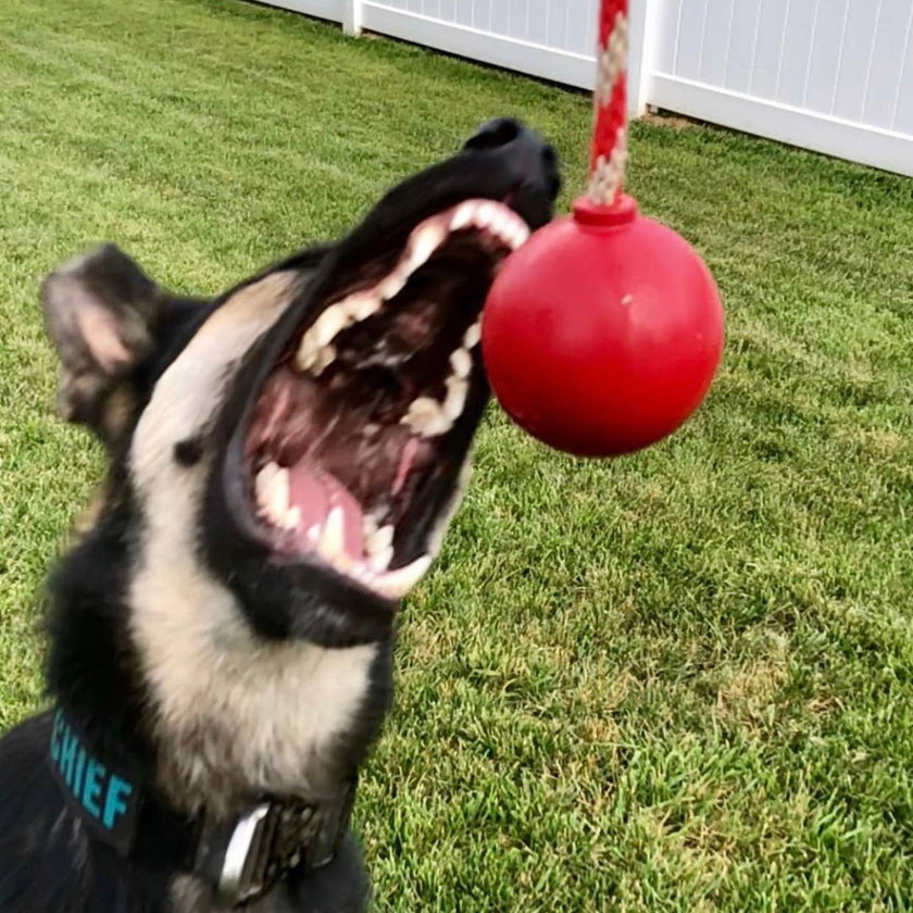 SP USA K9 Cherry Bomb Dog Chew Toy