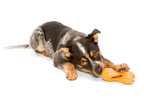 Qwizl® Dog Puzzle Treat-Dispensing Enrichment Toy