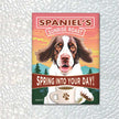 Springer Spaniel - 