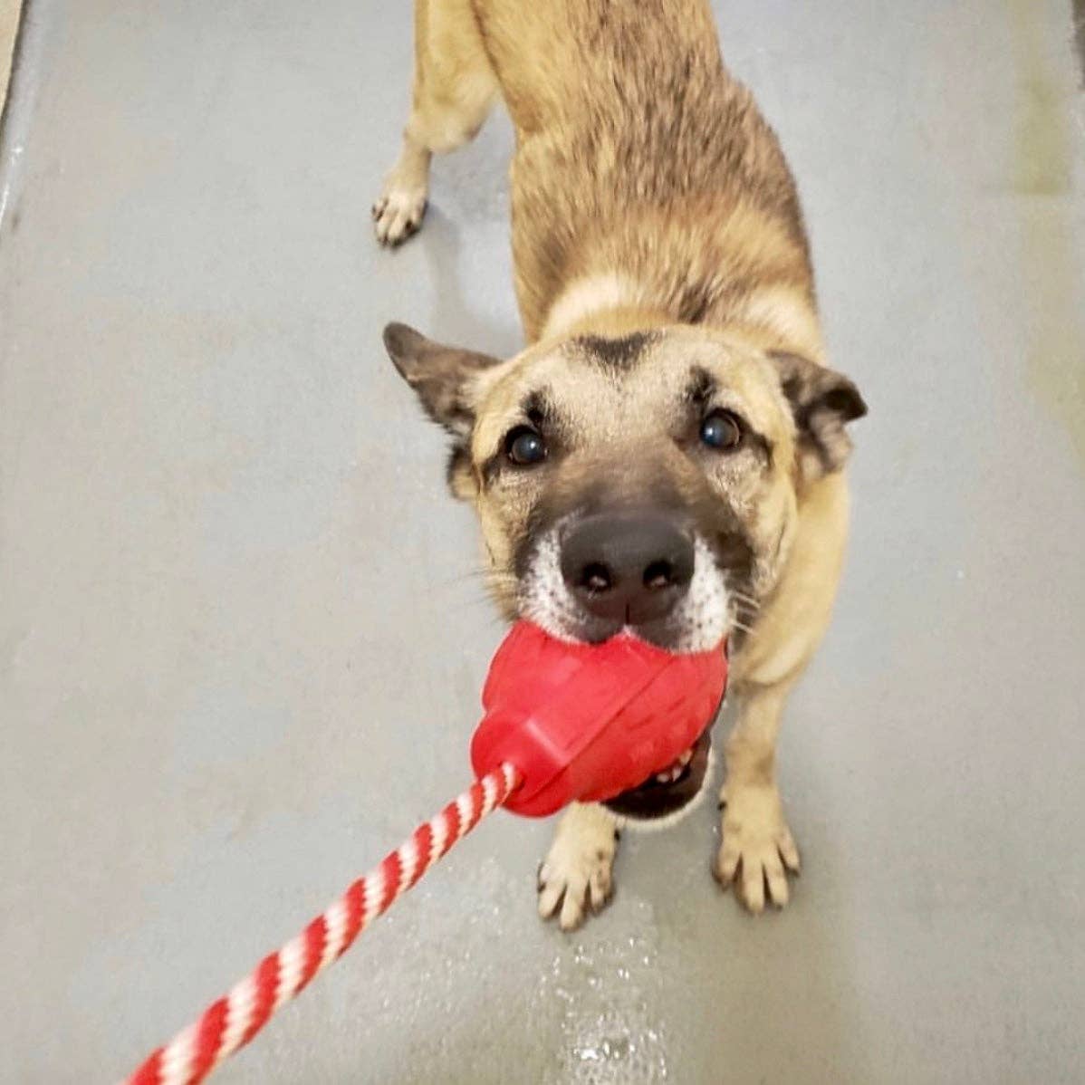 USA-K9 Grenade Rubber Dog Chew Toy K9 Handler Reward Dog Toy