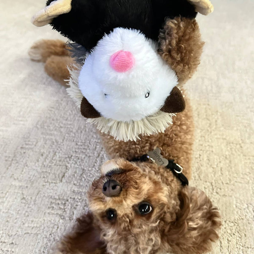 Dog Toy Possum Rope Body Plush Toy