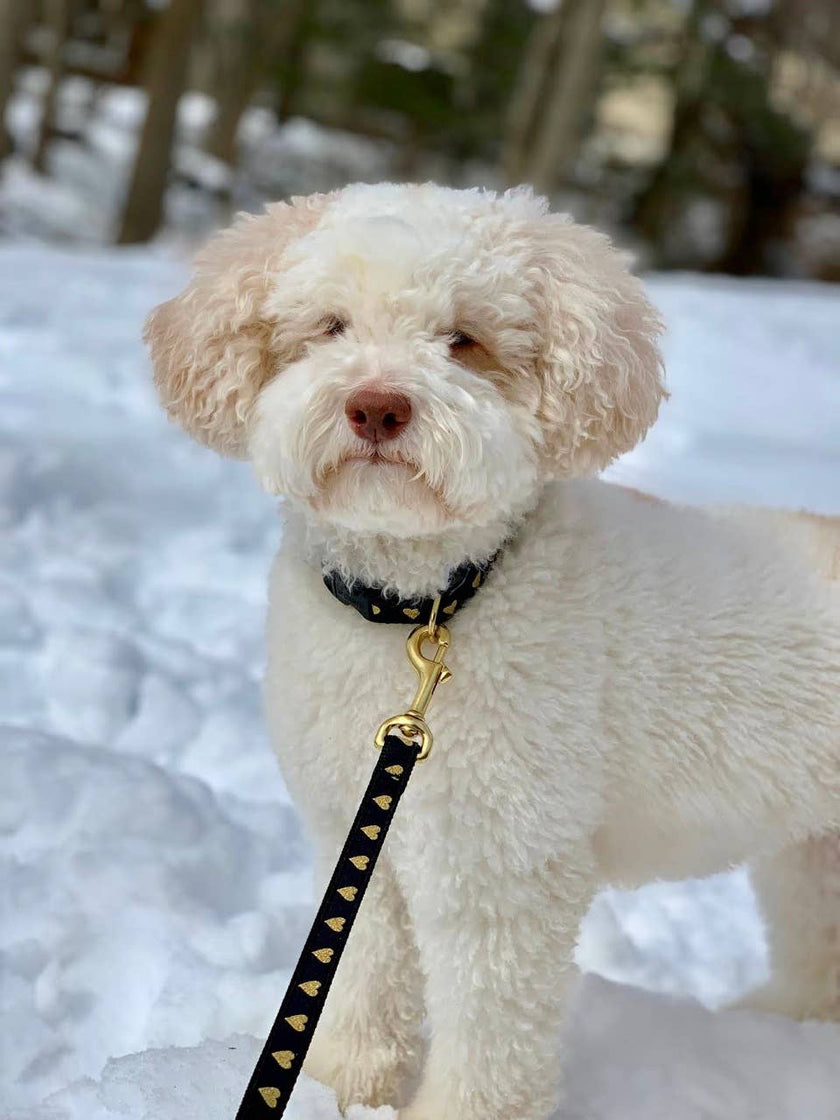 Heart of Gold Dog Collar