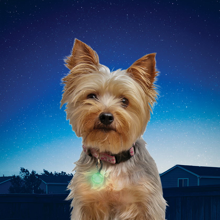 Nite Ize PetLit Collar Light - Lime Jewel