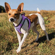 Reflective Lightweight Breathable Step in Dog Harness