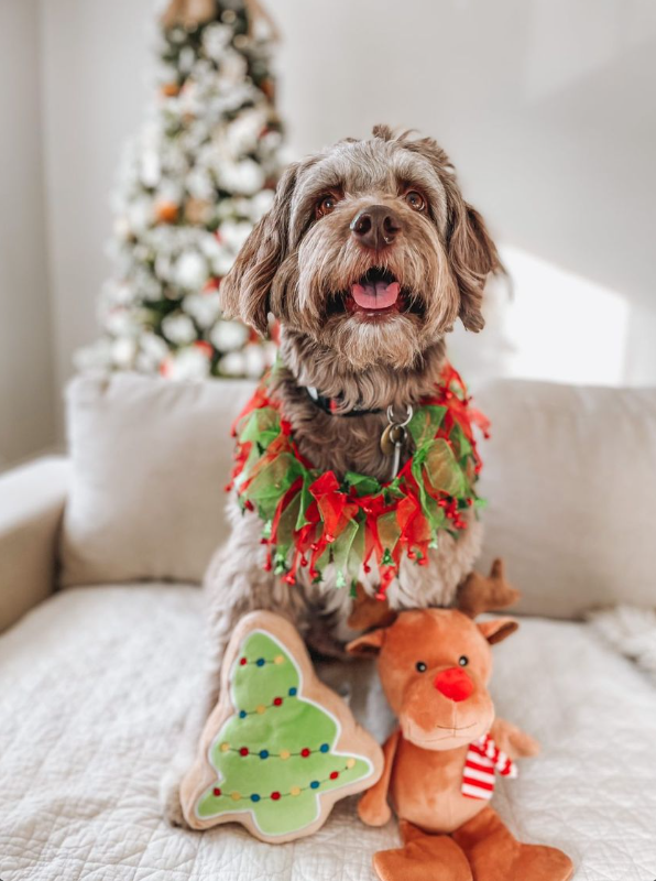Christmas Tree Sugar Cookie Plush Dog Toy