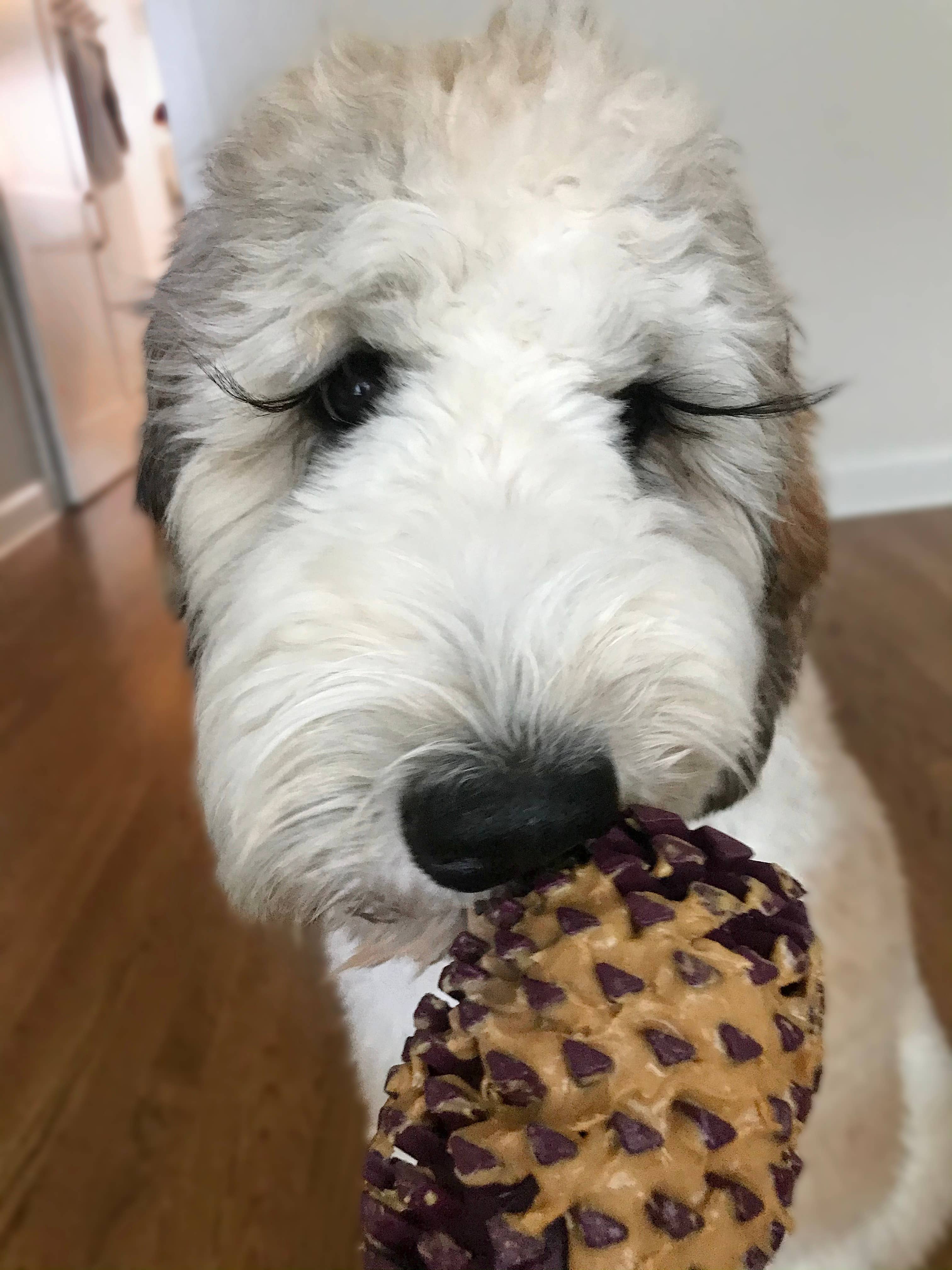 Dog Toy Pinecone Purple  Natural Rubber Toy