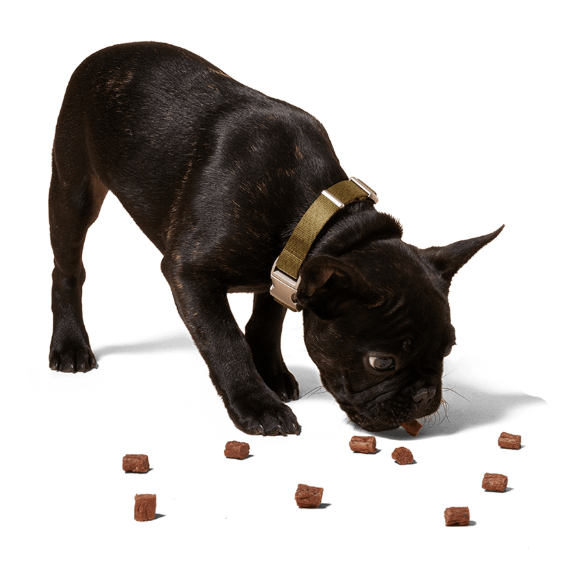 Love Nuggets Dog Treat