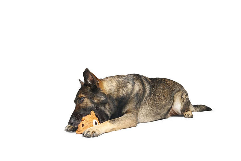 BARK Tinkles The Gerbil Dog Toy