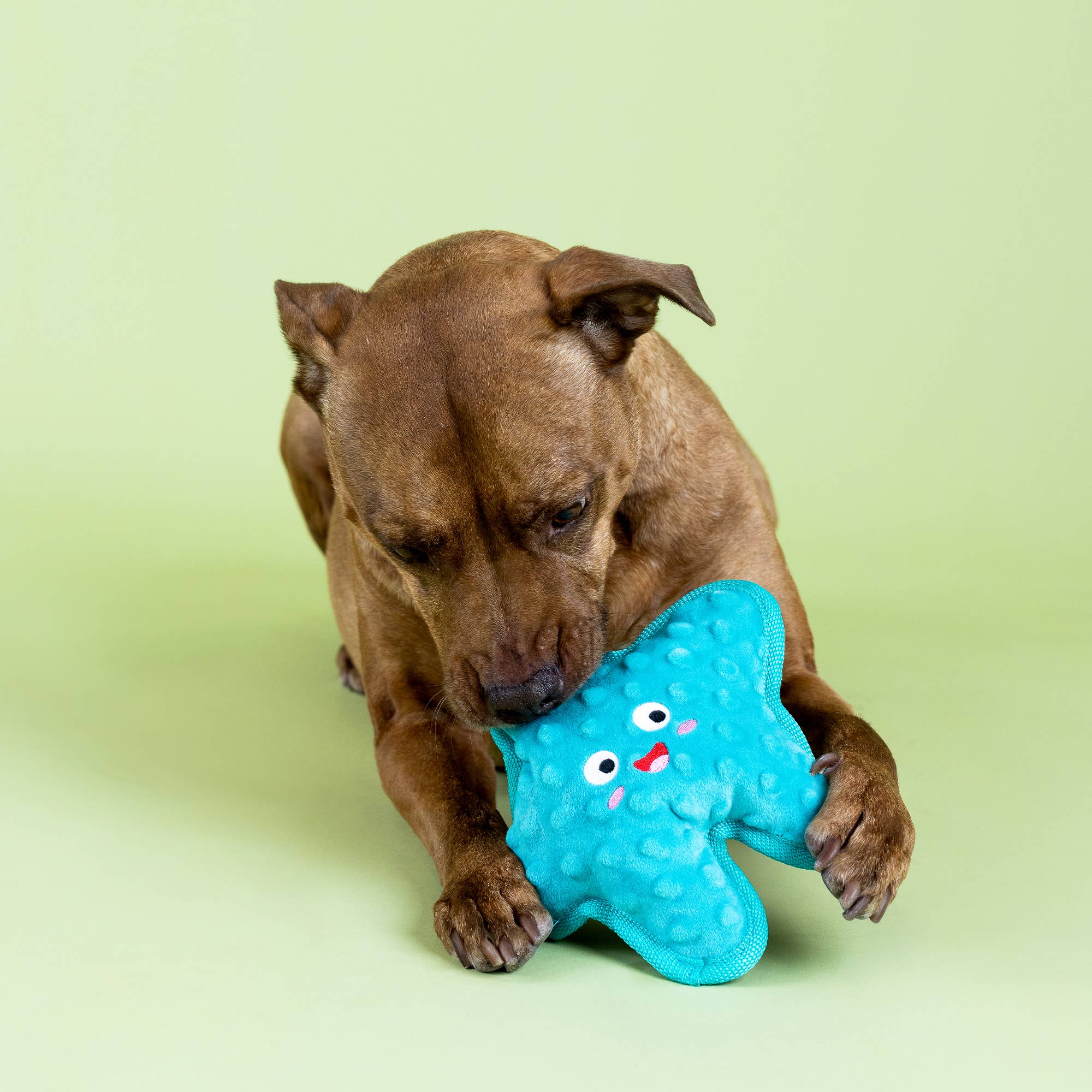 Dog Toy Star Durable I'm A Star Plush Toy