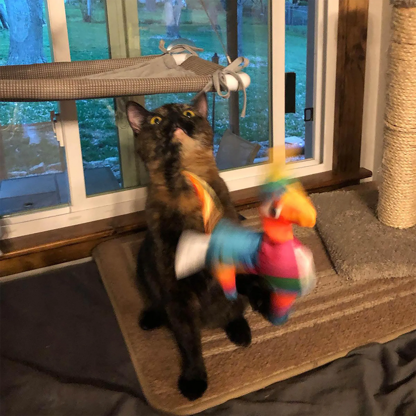 Meowijuana® Get Smashed Llama Piñata Refillable Wand Cat Toy