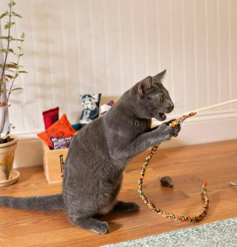 Cat Teasers Cat Toy