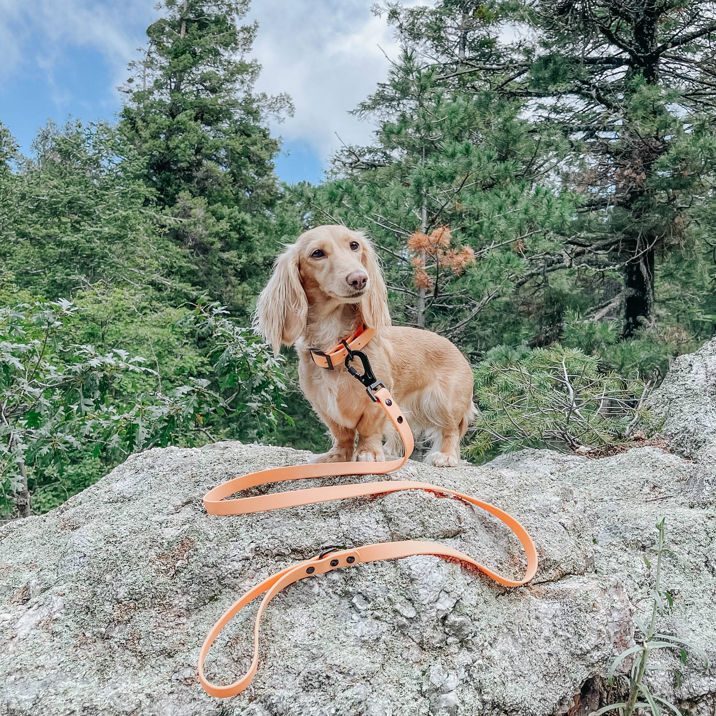 Dog Waste Bag Holder Orange With Clasp