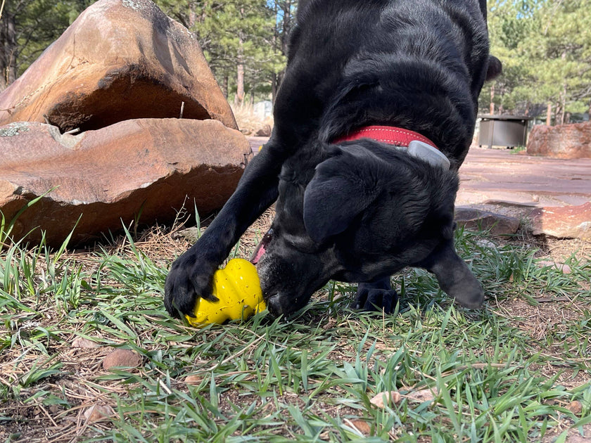 SP Honey Bear Treat Dispenser Dog Toy